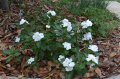 Pervenche de mada ou Rose amer. VINCA  rosea. Madagascar. Apocinaceae.0.2-0.4m